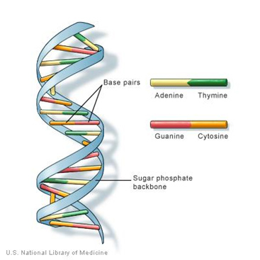 Chromosome US National Library of Medicine image | GRIN2B Foundation